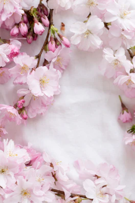 Soft pink cherry blossom petals scattered over a creamy white background.