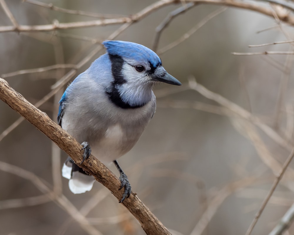 pássaro azul e branco no galho marrom da árvore