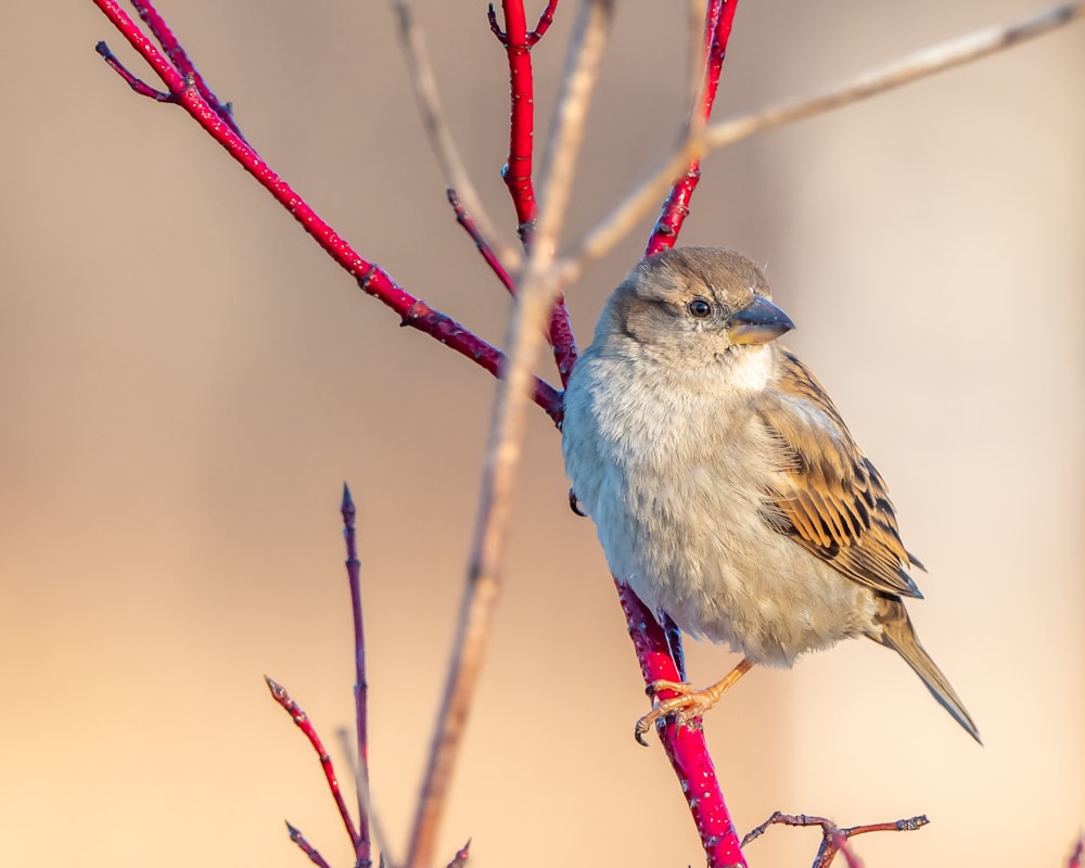 blauer und brauner Vogel am braunen Ast