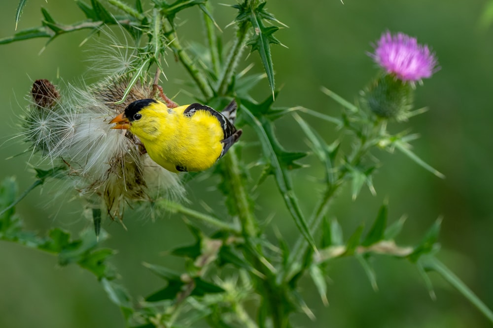 yellow and black bird on green plant