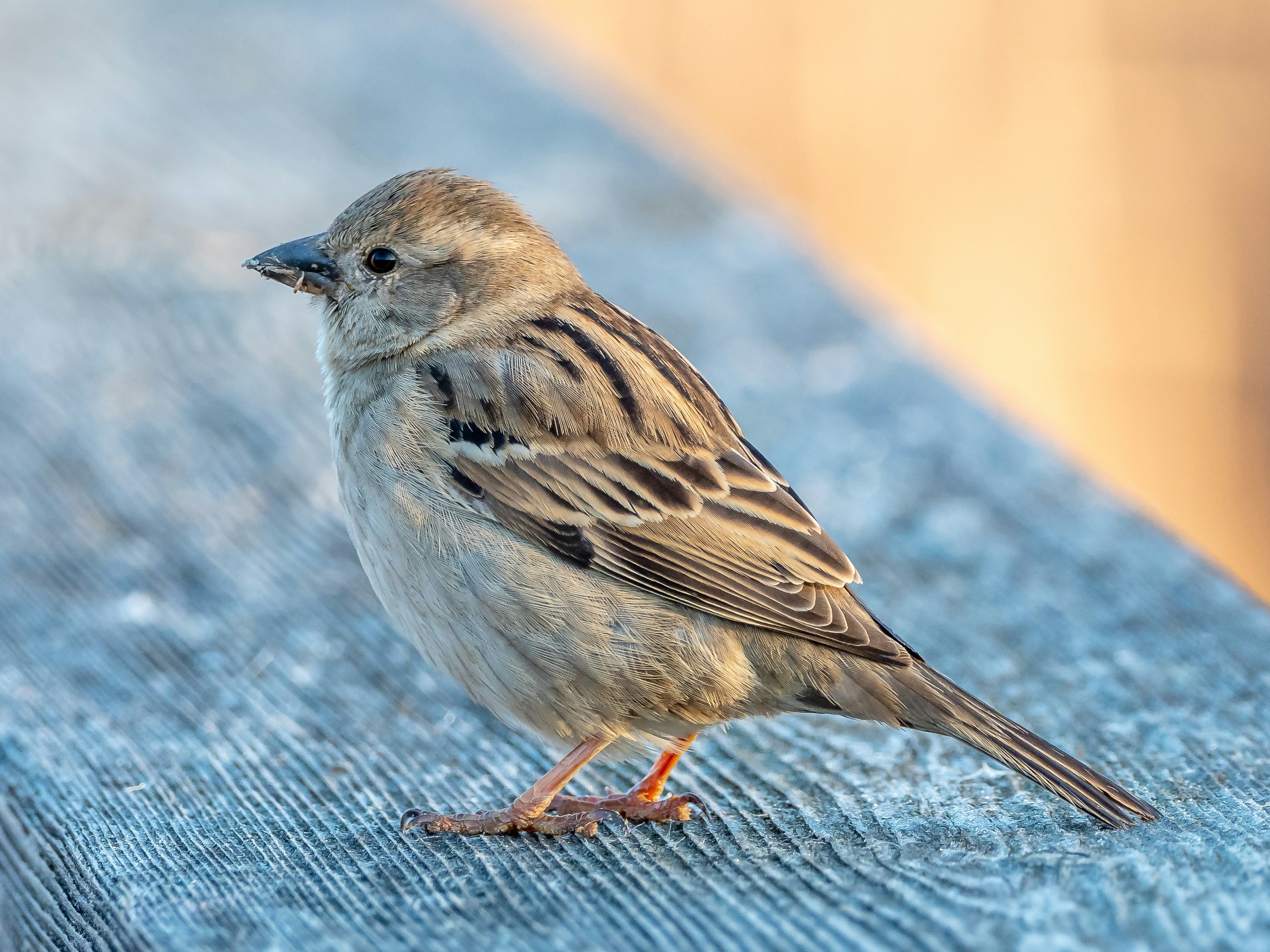 50,000+ House Sparrow Pictures | Download Free Images on ...