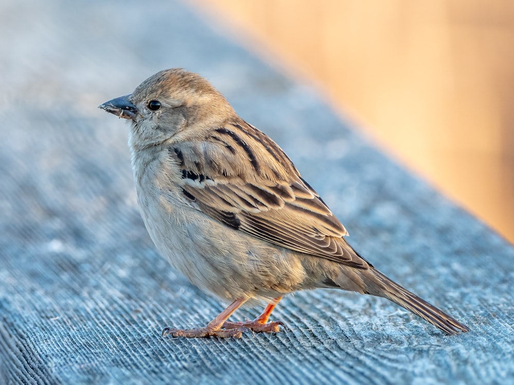 pájaro marrón y gris sobre tela azul