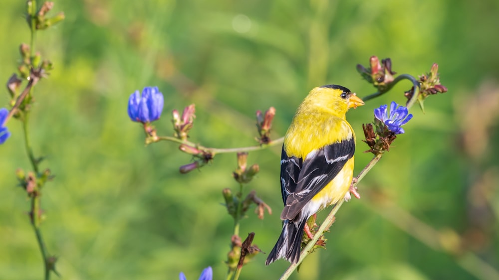 yellow and black bird on brown tree branch during daytime