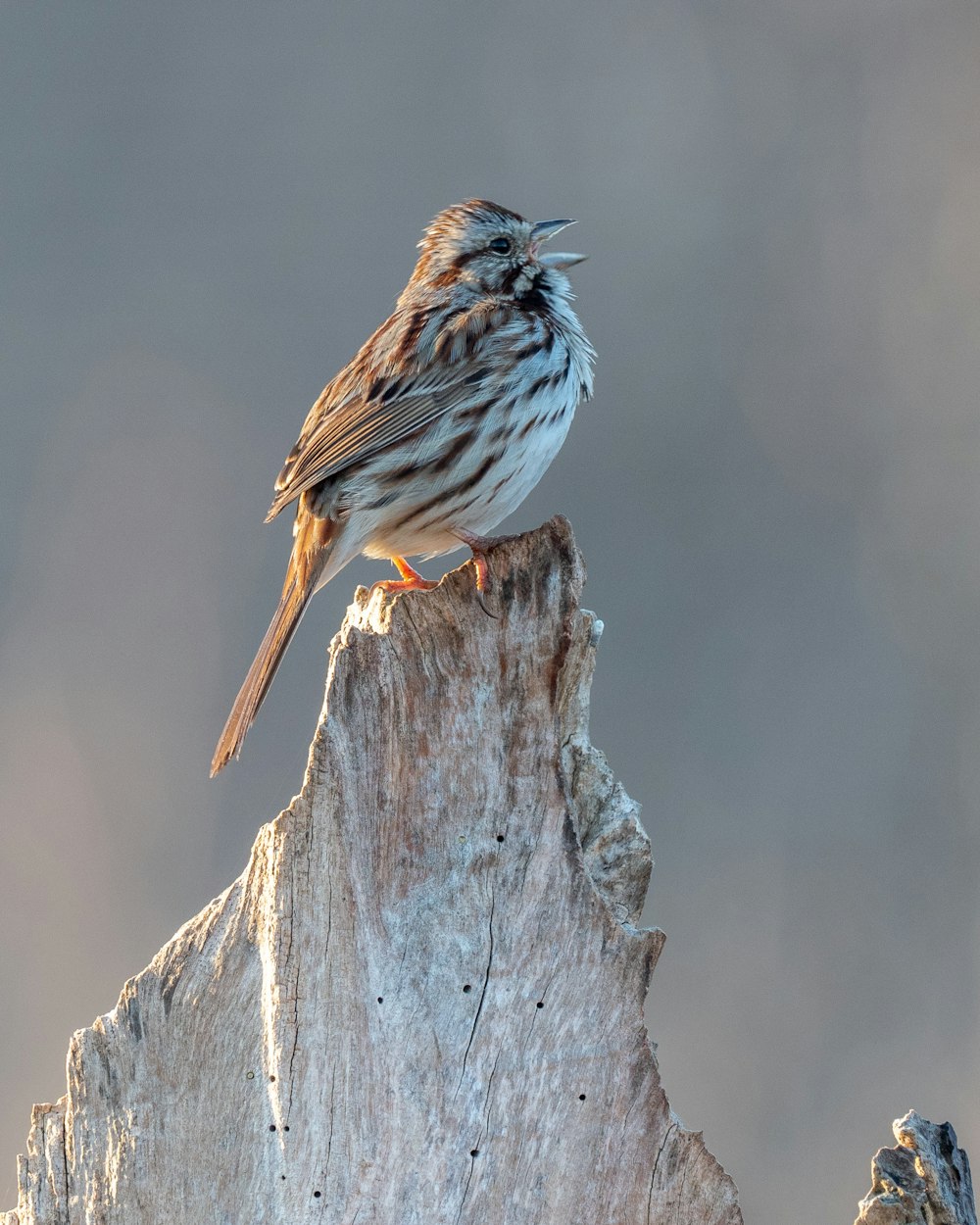 brown and white bird on brown tree trunk