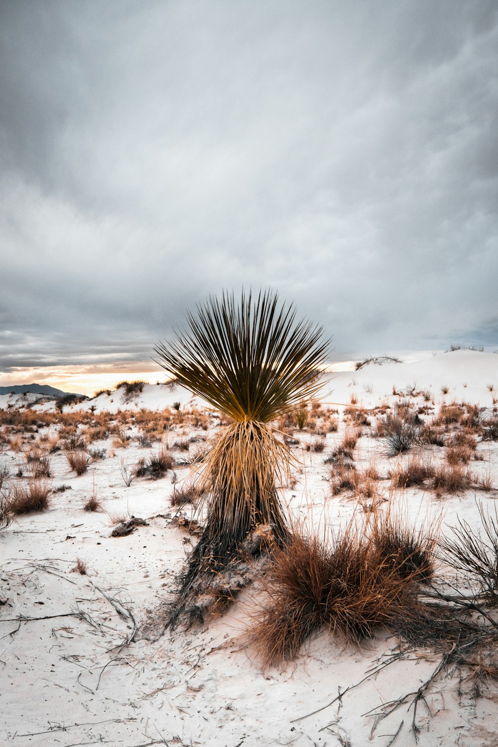 a lone plant in the middle of a desert