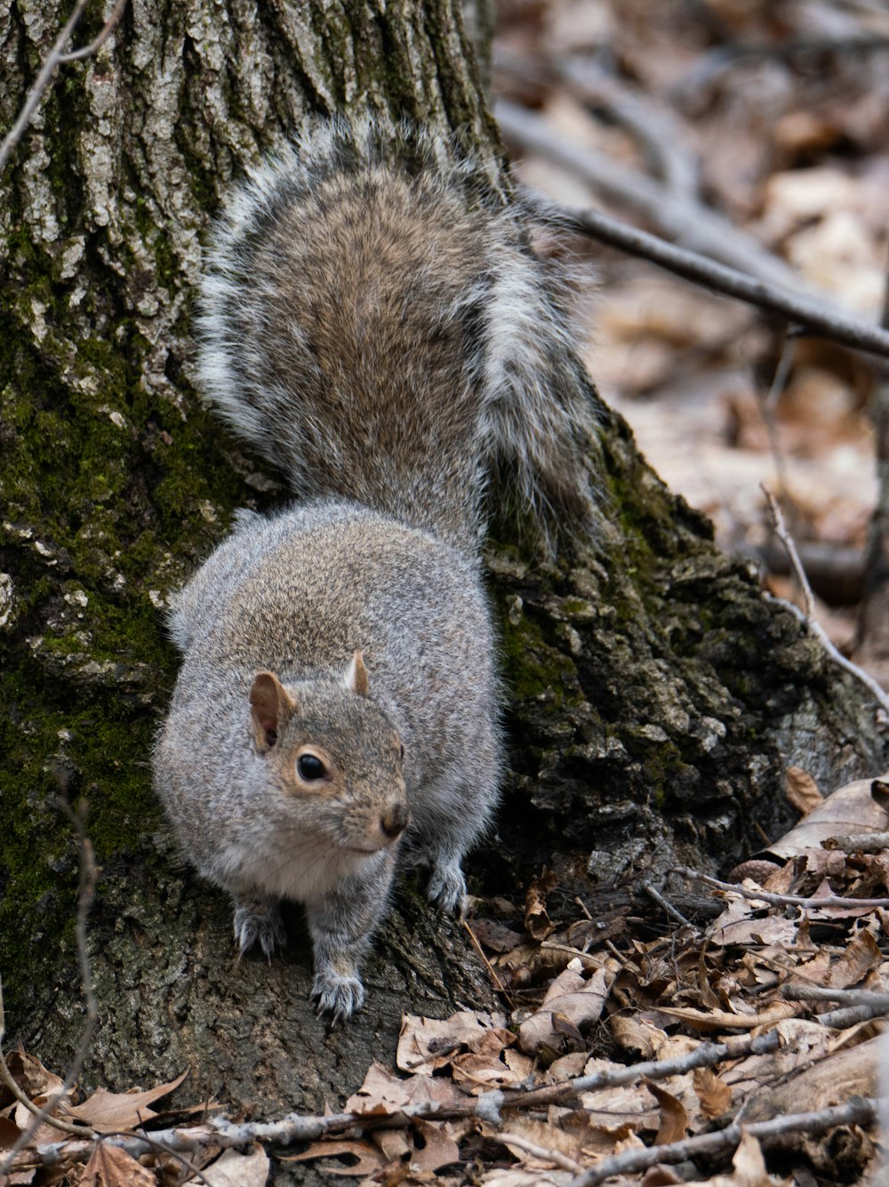 gray squirrel on brown dried leaves