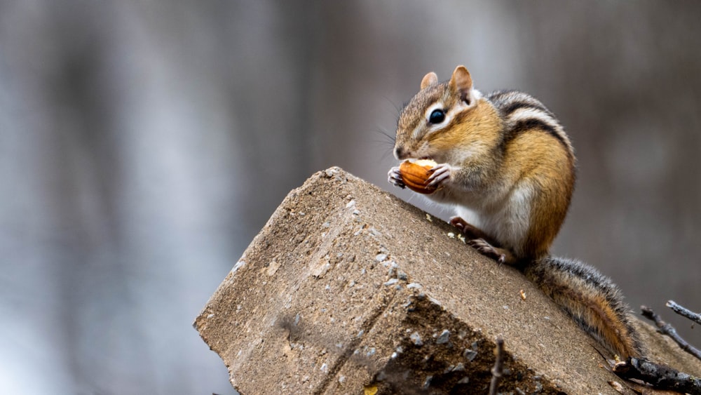 scoiattolo marrone sul muro di cemento marrone durante il giorno