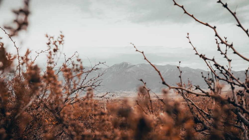 brown grass near snow covered mountain during daytime