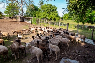 A large group of sheep is gathered in a fenced area of a farm. The scene is set under a clear blue sky with vibrant green trees in the background. The ground appears to be a mix of grass and dirt, and there is a wooden fence enclosing the area. Some wooden structures, possibly shelters or feeding areas, are visible on the left side.