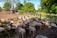 A large group of sheep is gathered in a fenced area of a farm. The scene is set under a clear blue sky with vibrant green trees in the background. The ground appears to be a mix of grass and dirt, and there is a wooden fence enclosing the area. Some wooden structures, possibly shelters or feeding areas, are visible on the left side.