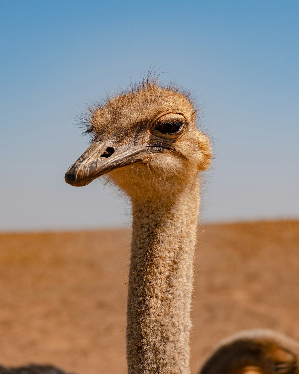 ostrich head under blue sky during daytime