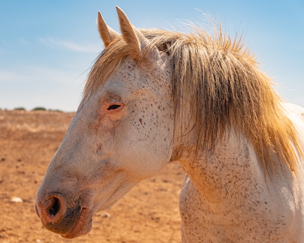 weißes Pferd auf braunem Sand tagsüber