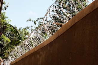 A concrete wall topped with loops of razor wire is visible, with lush green foliage and a clear blue sky in the background. The contrast between the natural greenery and the man-made barrier is pronounced.