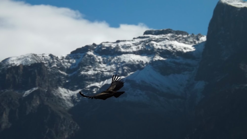 black bird flying over snow covered mountain during daytime