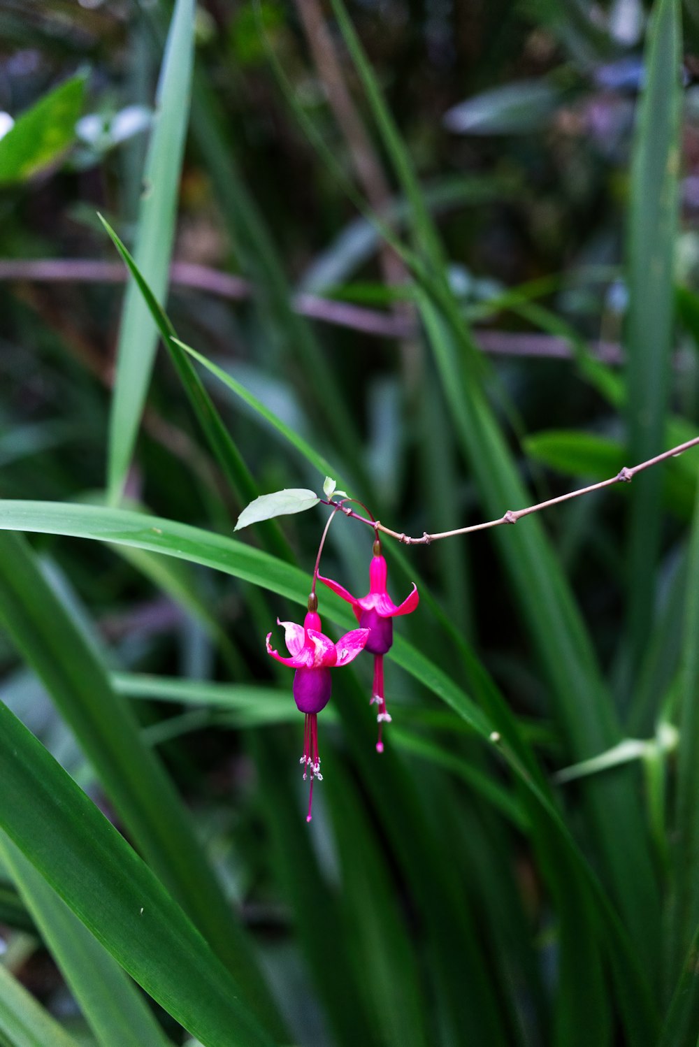 fleur rose dans l’herbe verte