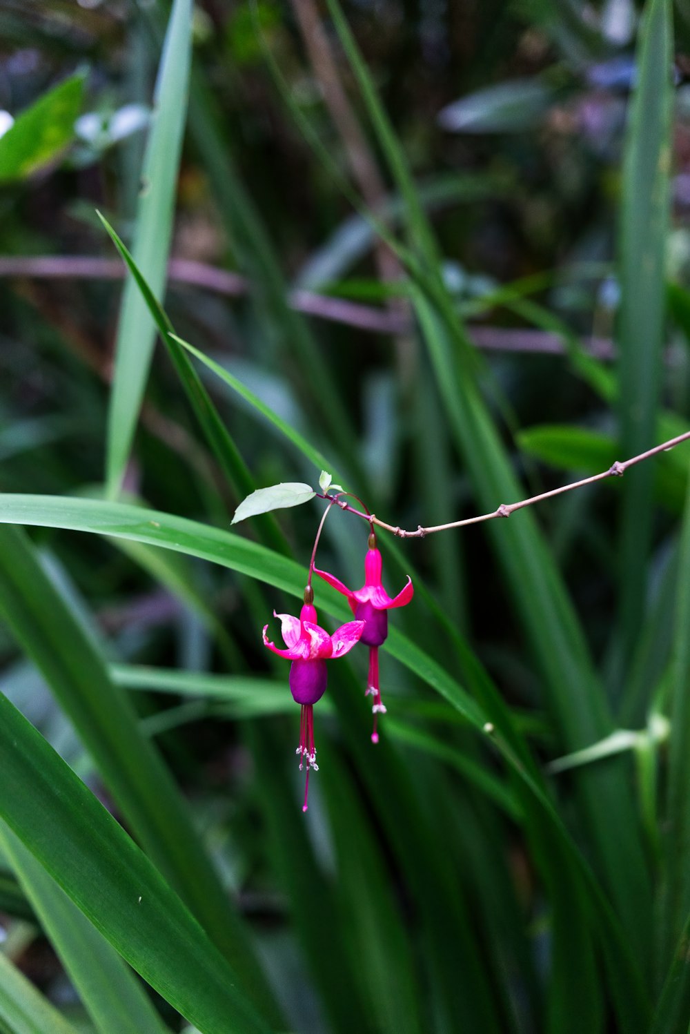 flor rosada en hierba verde