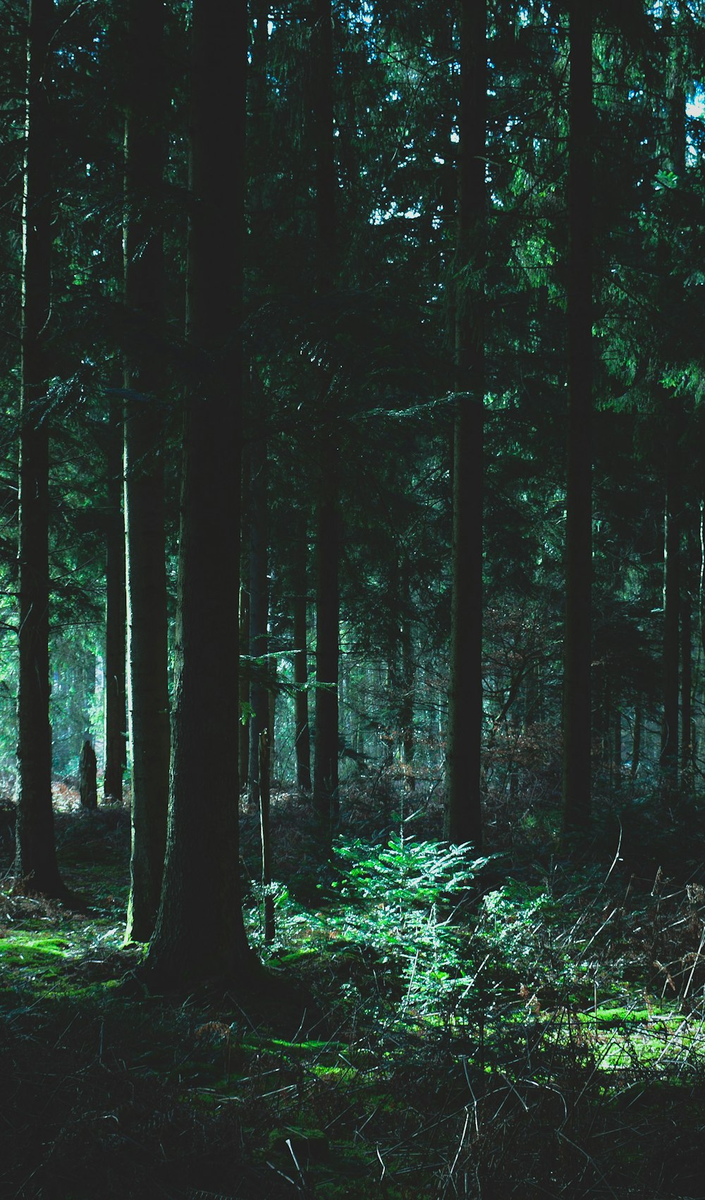 green trees and plants during daytime