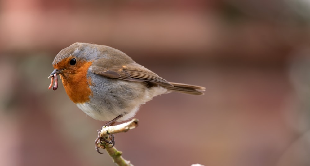 gray and orange bird on green plant