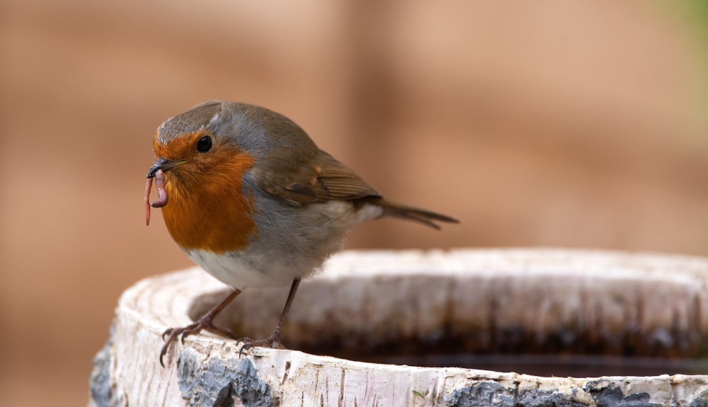 brown and white bird on brown wooden surface