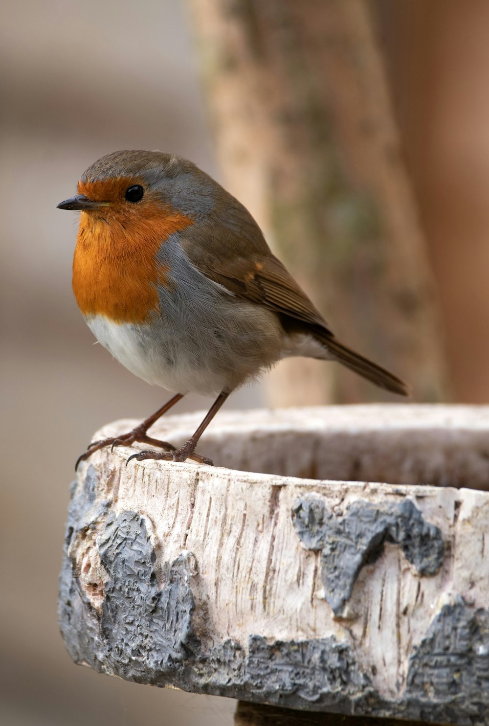 pájaro marrón y blanco en la cerca de madera marrón