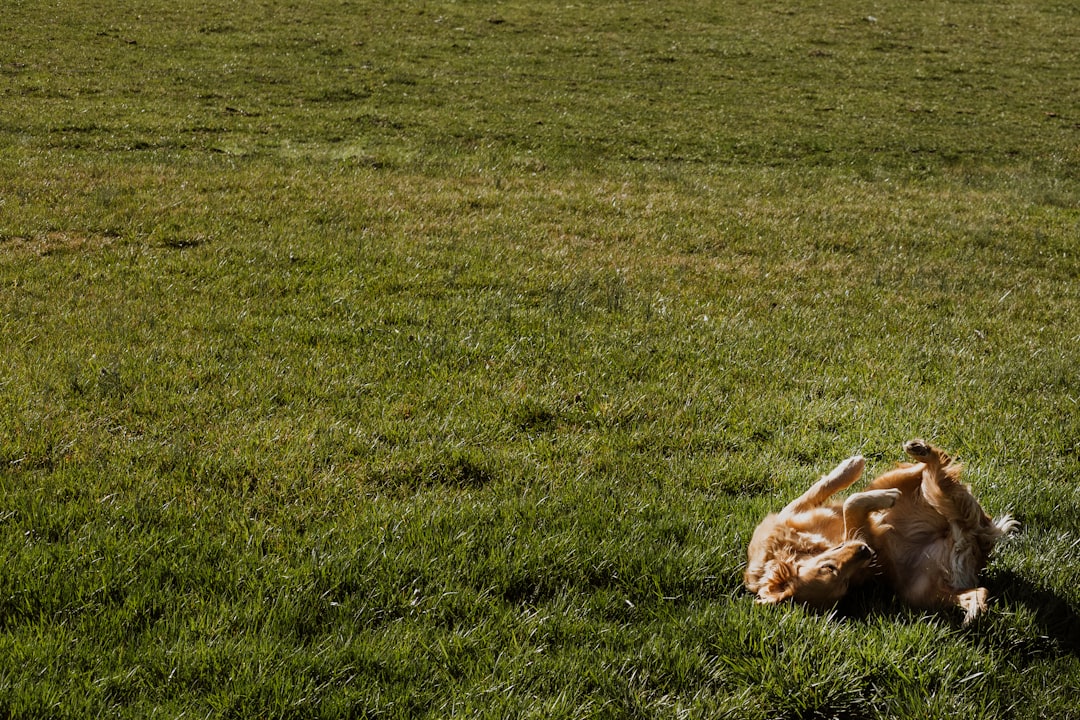 brown short coated dog lying on green grass field during daytime