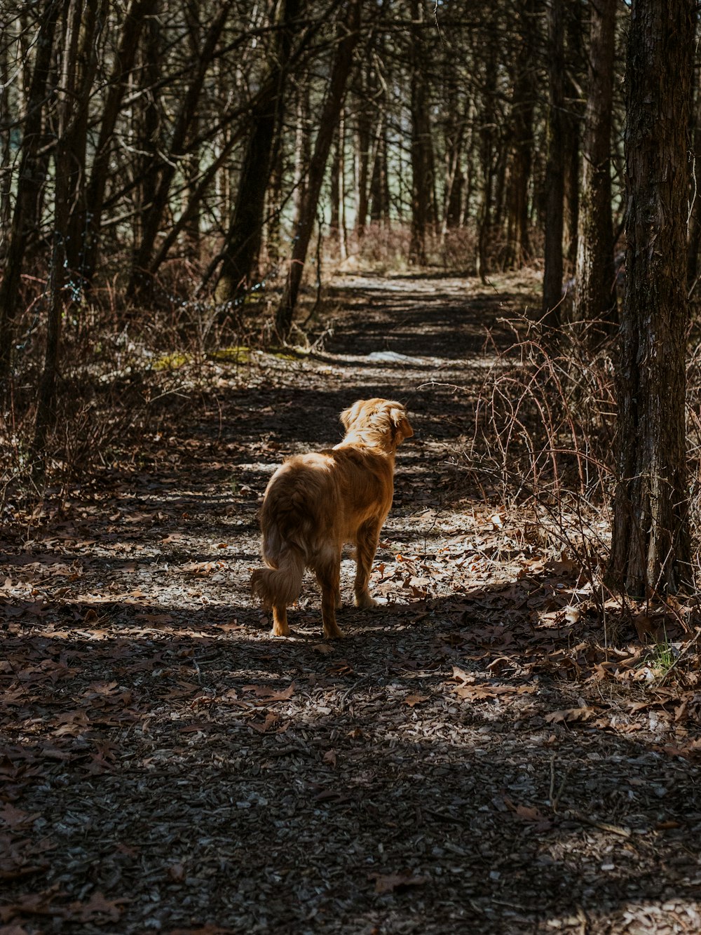 brown short coated medium sized dog standing on brown dried leaves during daytime