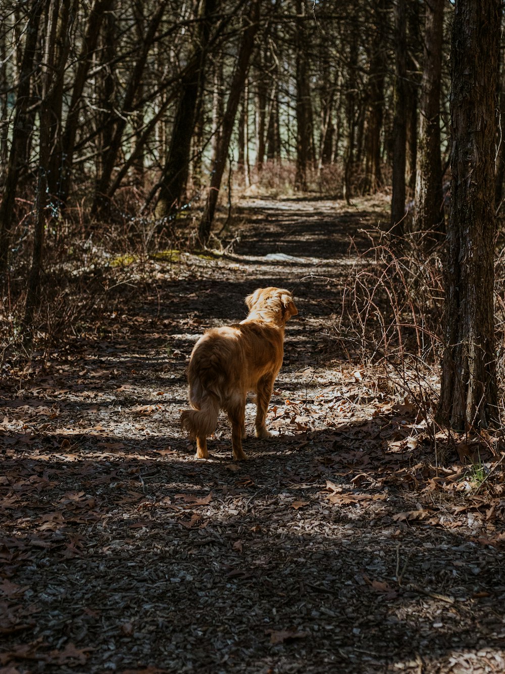 cão marrom de tamanho médio de pelagem curta em pé sobre folhas secas marrons durante o dia