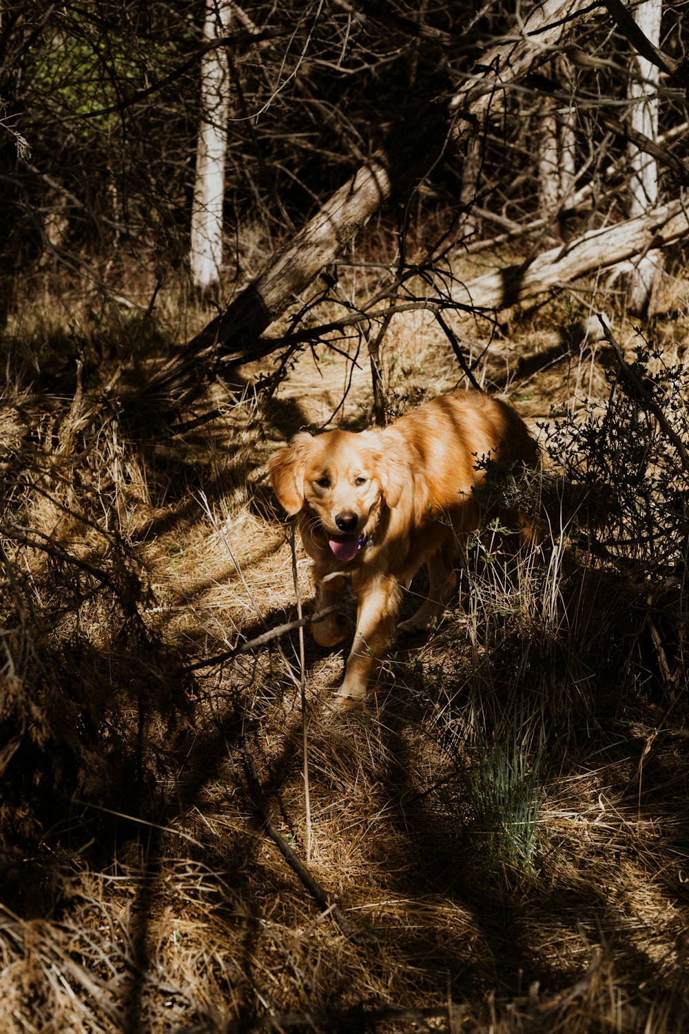 brown short coated dog lying on brown grass field