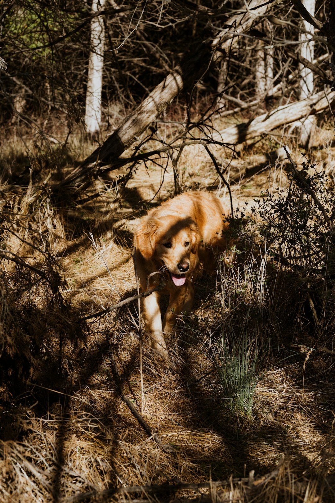 brown long coated dog on brown grass field