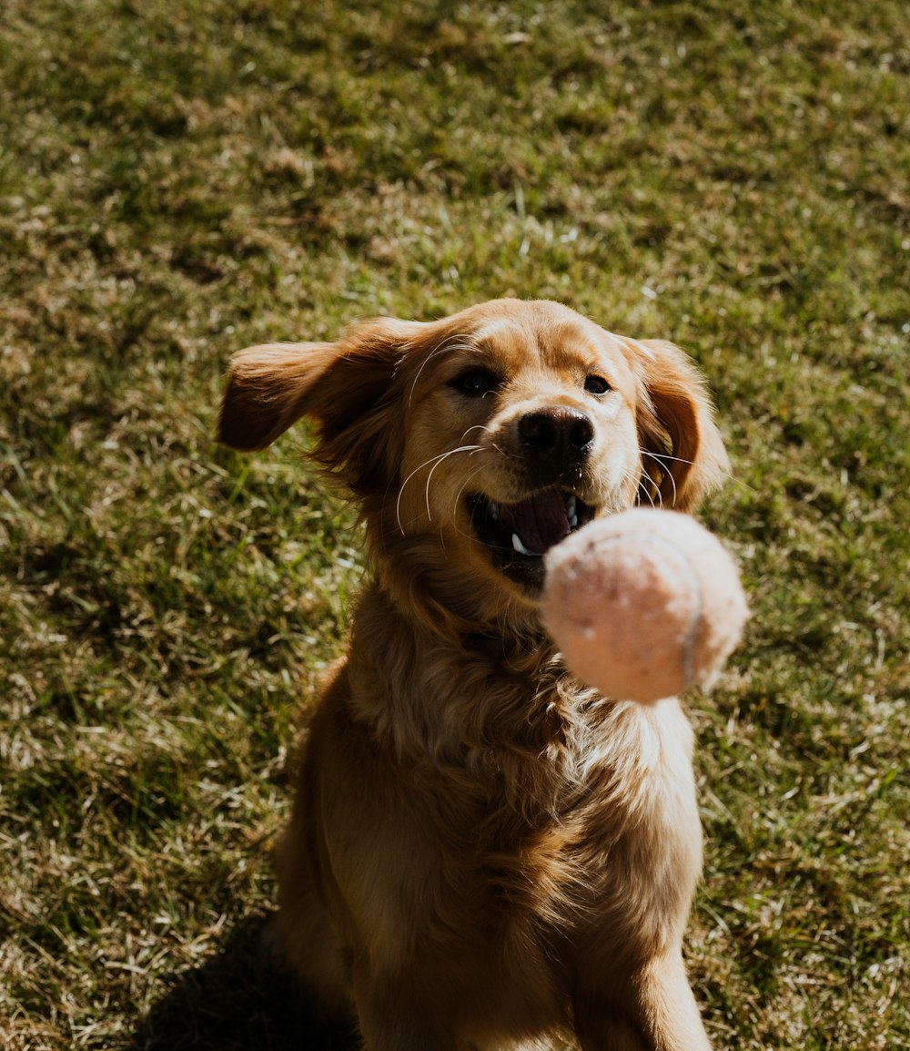 Golden Retriever che morde la palla bianca e rosa