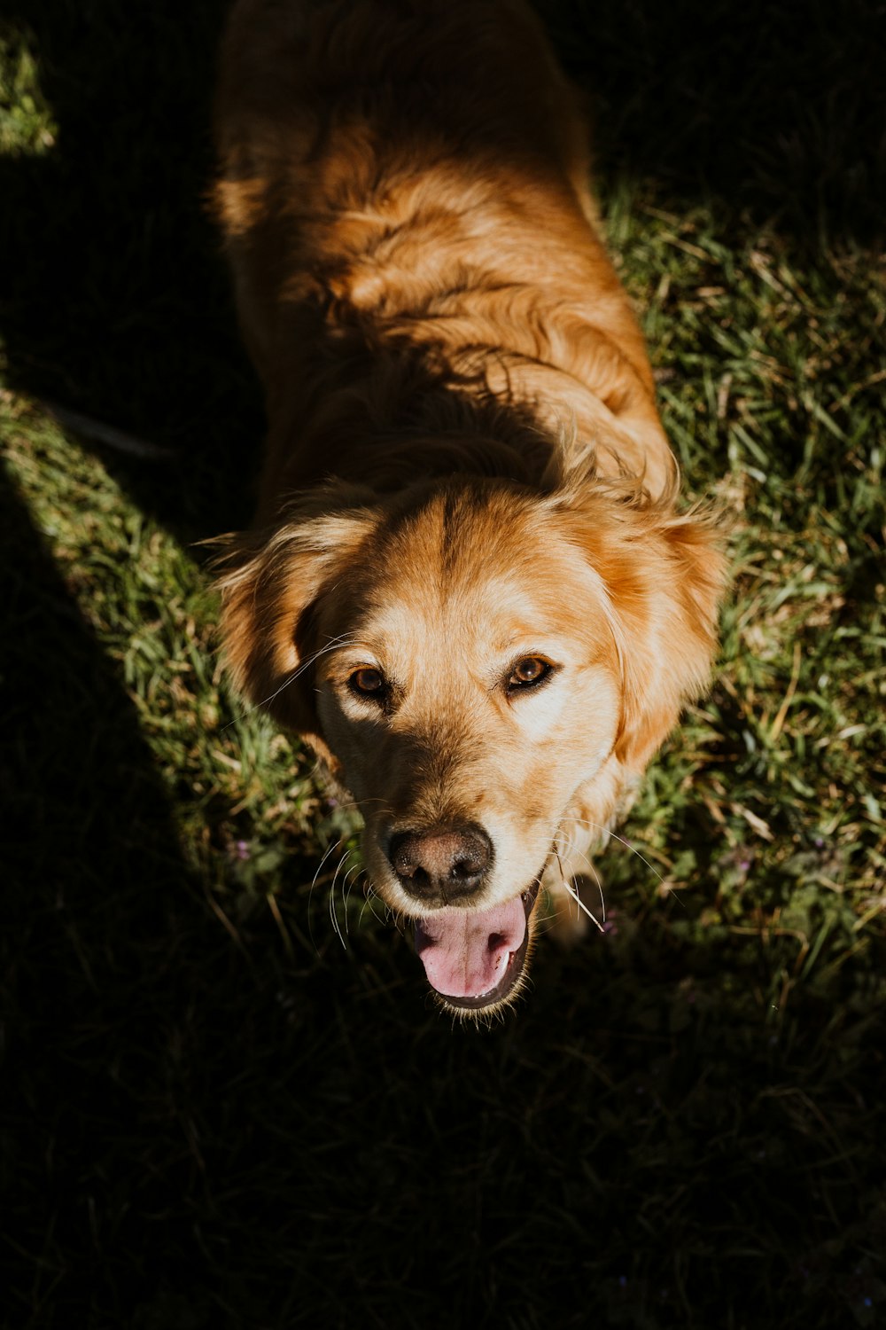 golden retriever tumbado en un campo de hierba verde durante el día