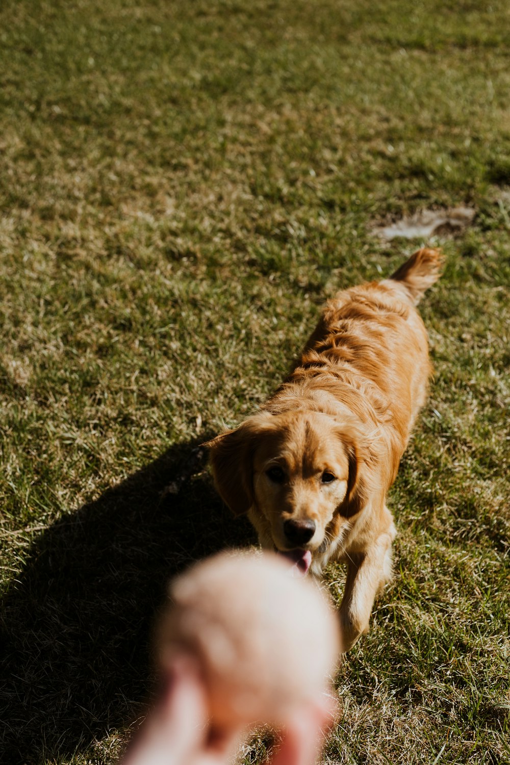 golden retriever lying on grass field during daytime