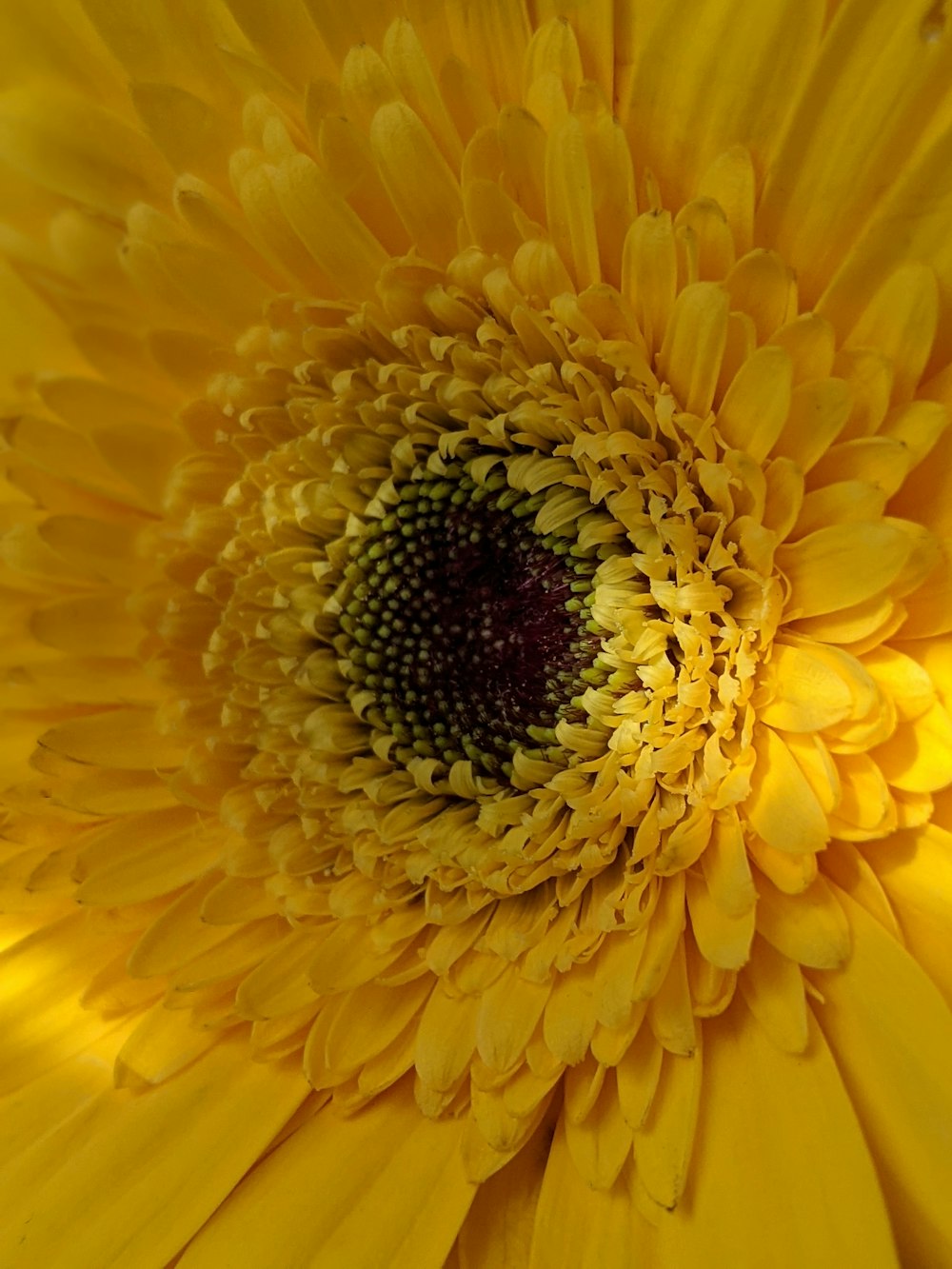 yellow sunflower in close up photography