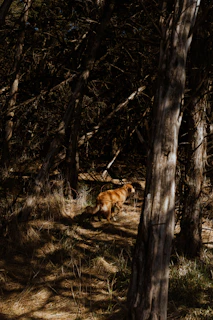 A joyful golden retriever bounding through a sunlit forest trail during a dog walk.