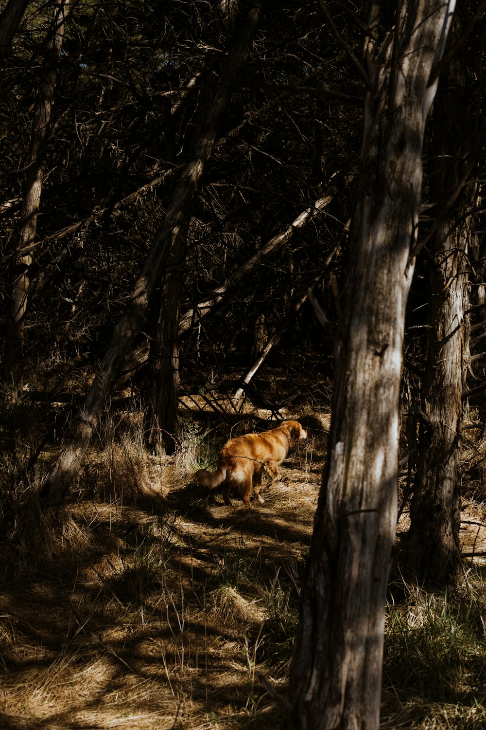 Perro marrón de pelo corto en el bosque durante el día