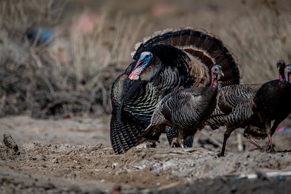 black and white turkey walking on brown sand during daytime