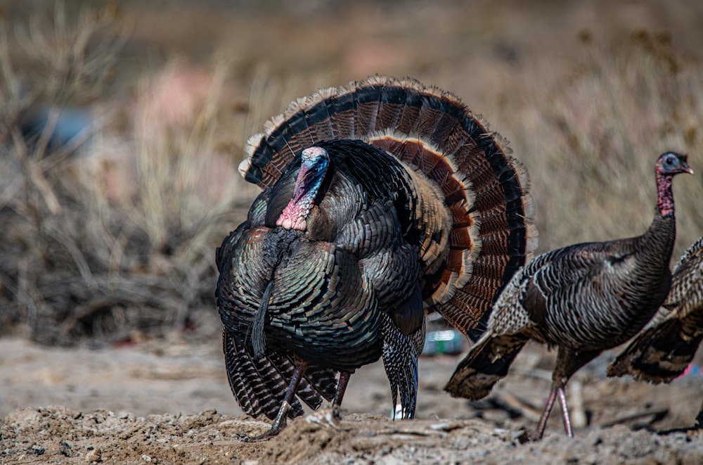 black and brown turkey on brown field during daytime