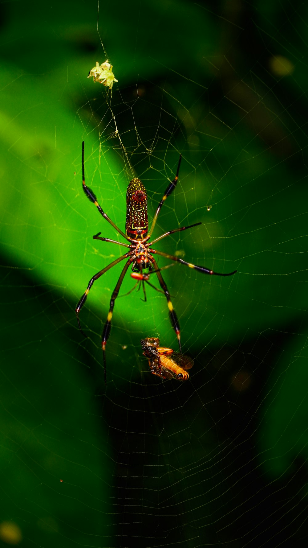 brown and black spider on web in close up photography during daytime