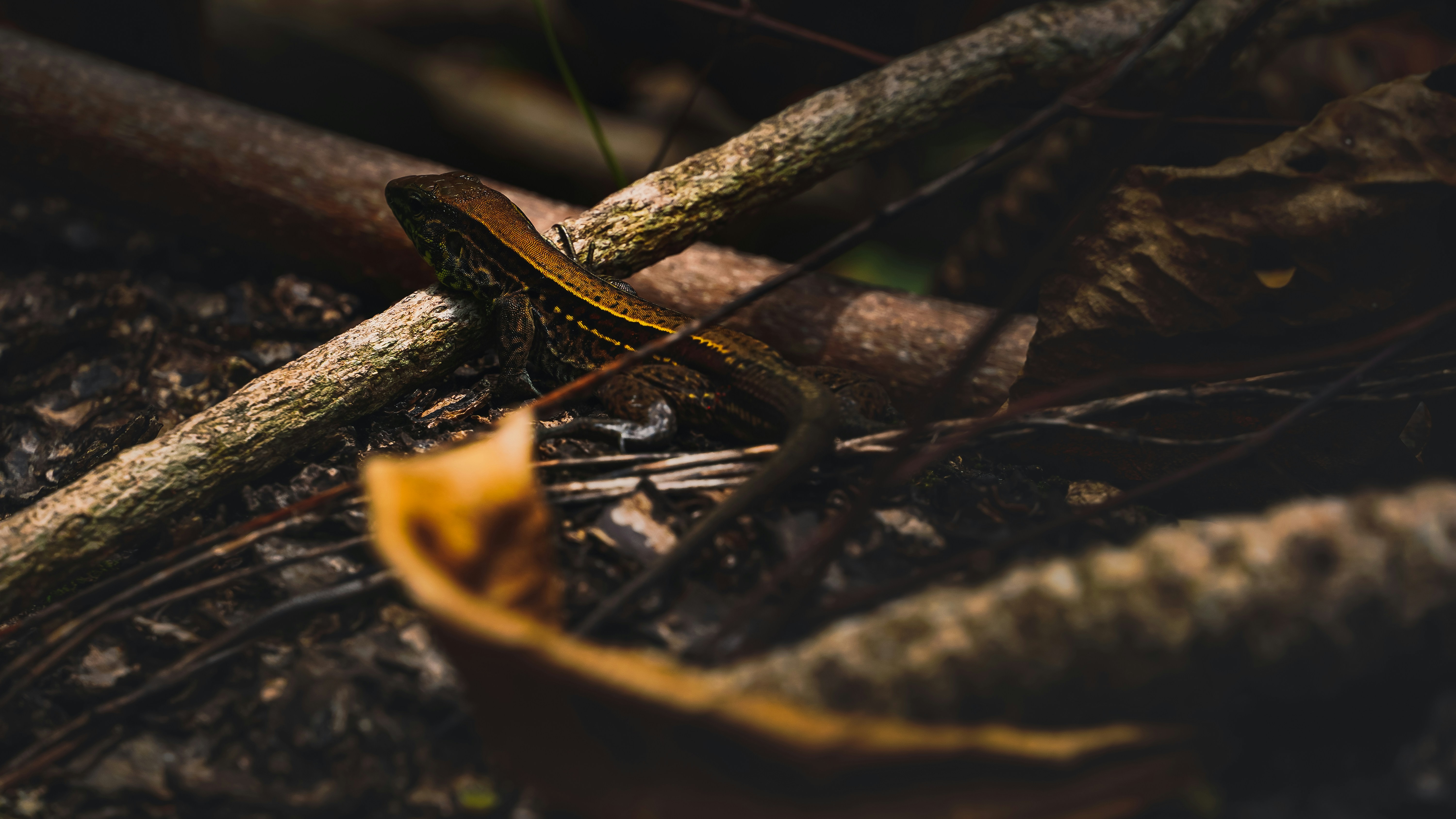 Brown and black snake on brown dried leaves photo – Free Lizard Image