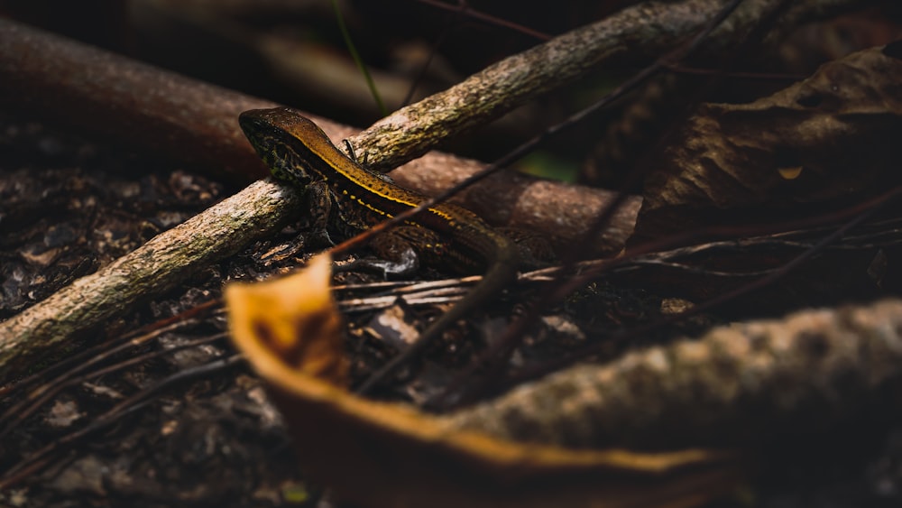 brown and black snake on brown dried leaves