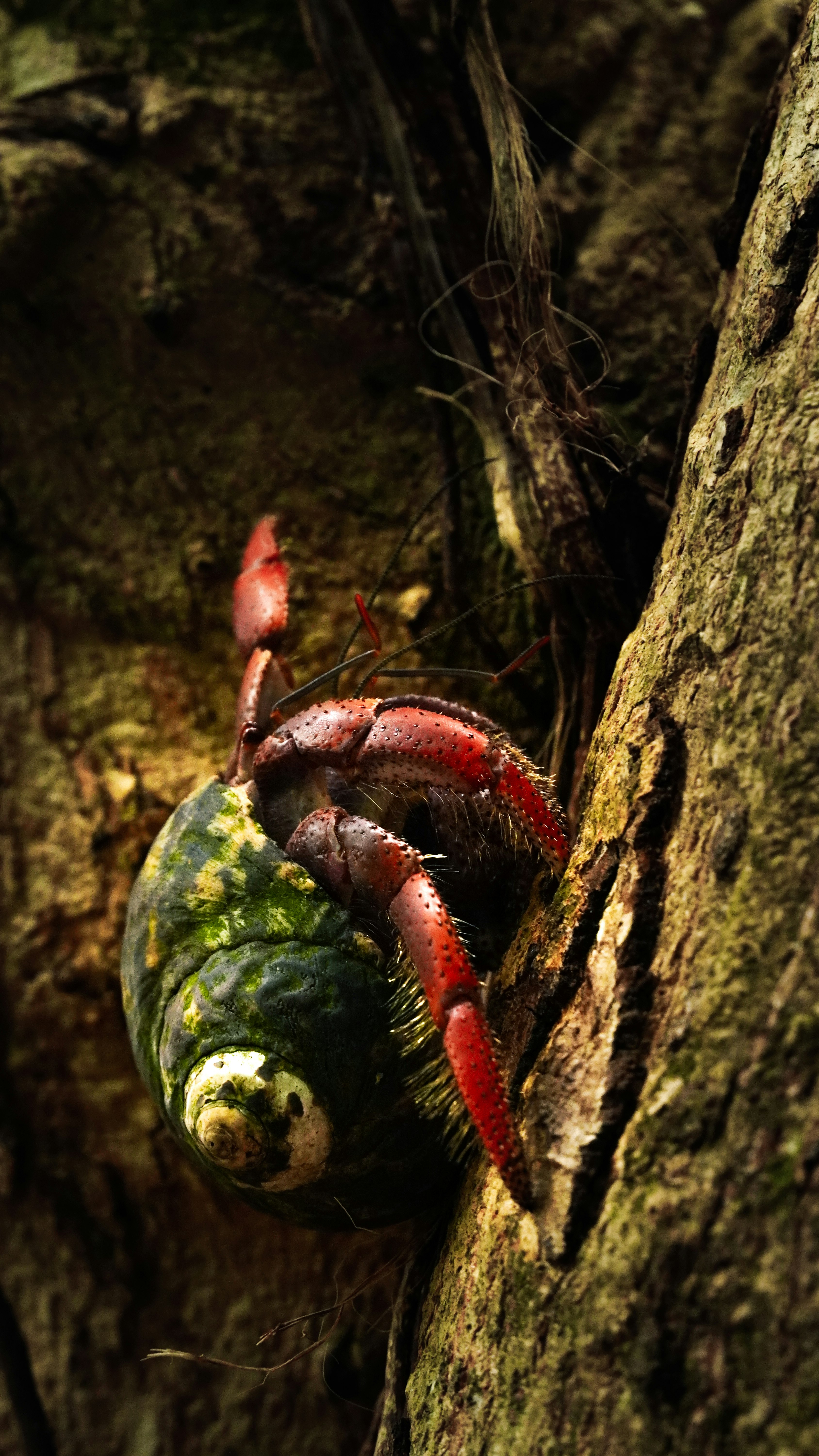 brown rope on tree trunk