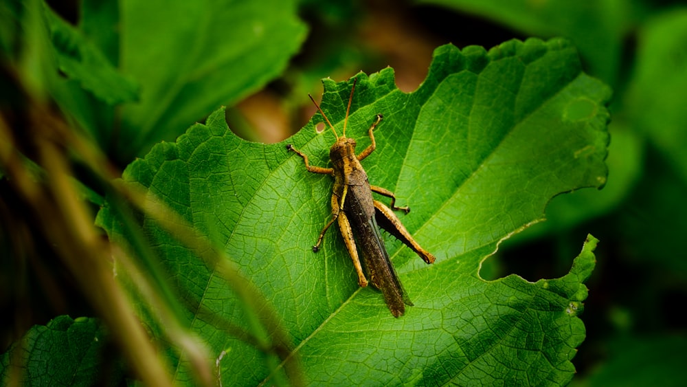 brown grasshopper on green leaf