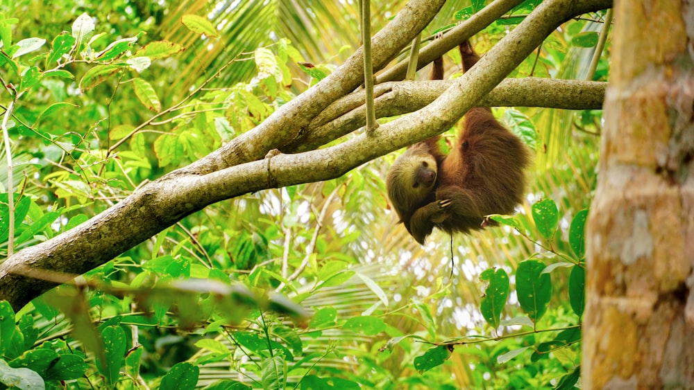 macaco marrom no galho da árvore durante o dia
