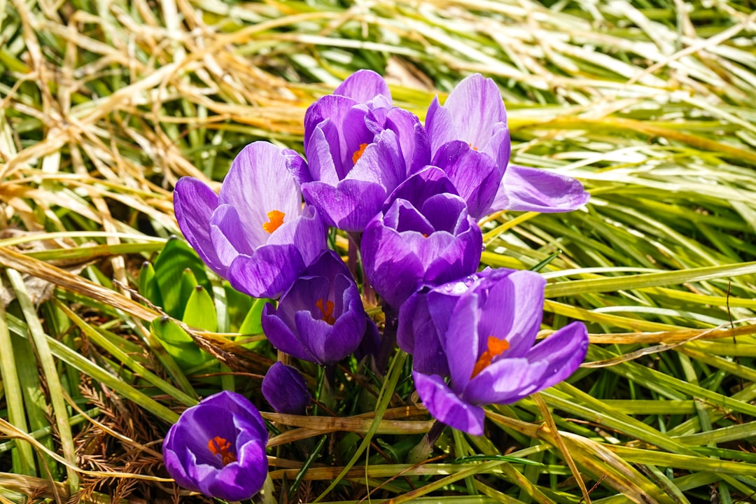 purple crocus flowers in bloom during daytime