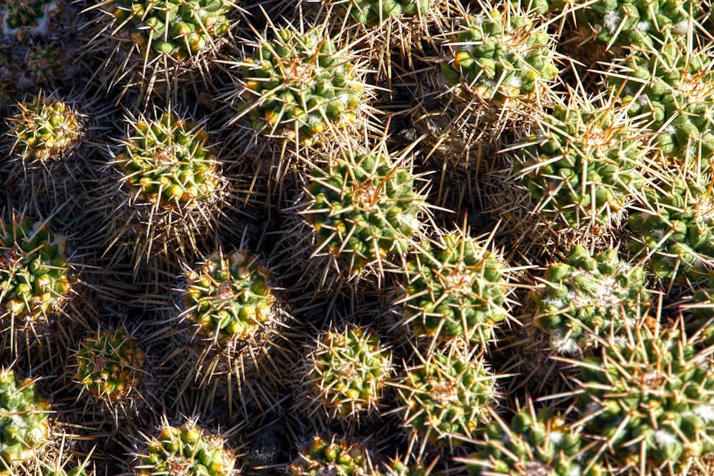 green and brown plant during daytime