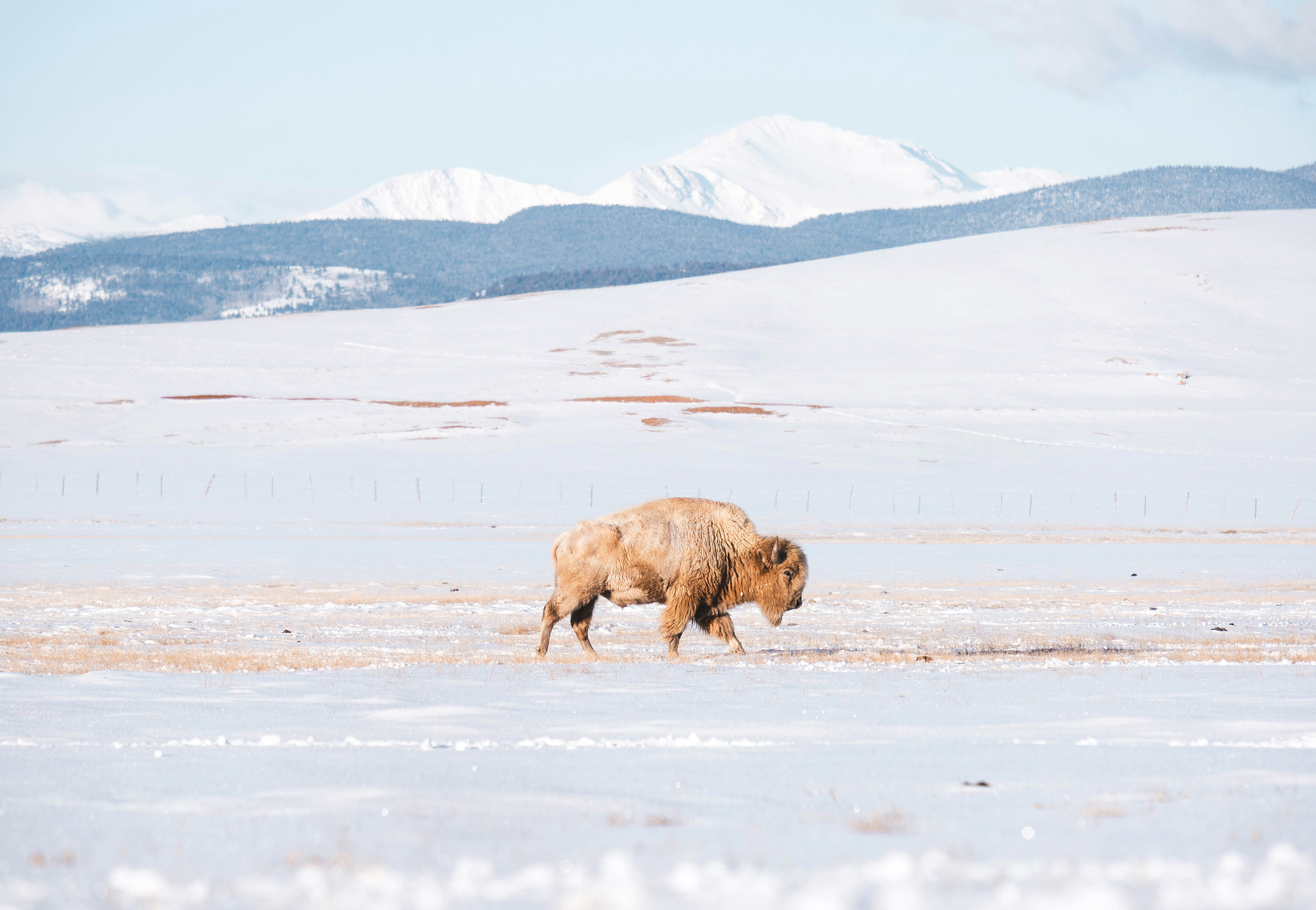 brown cow on snow covered field during daytime