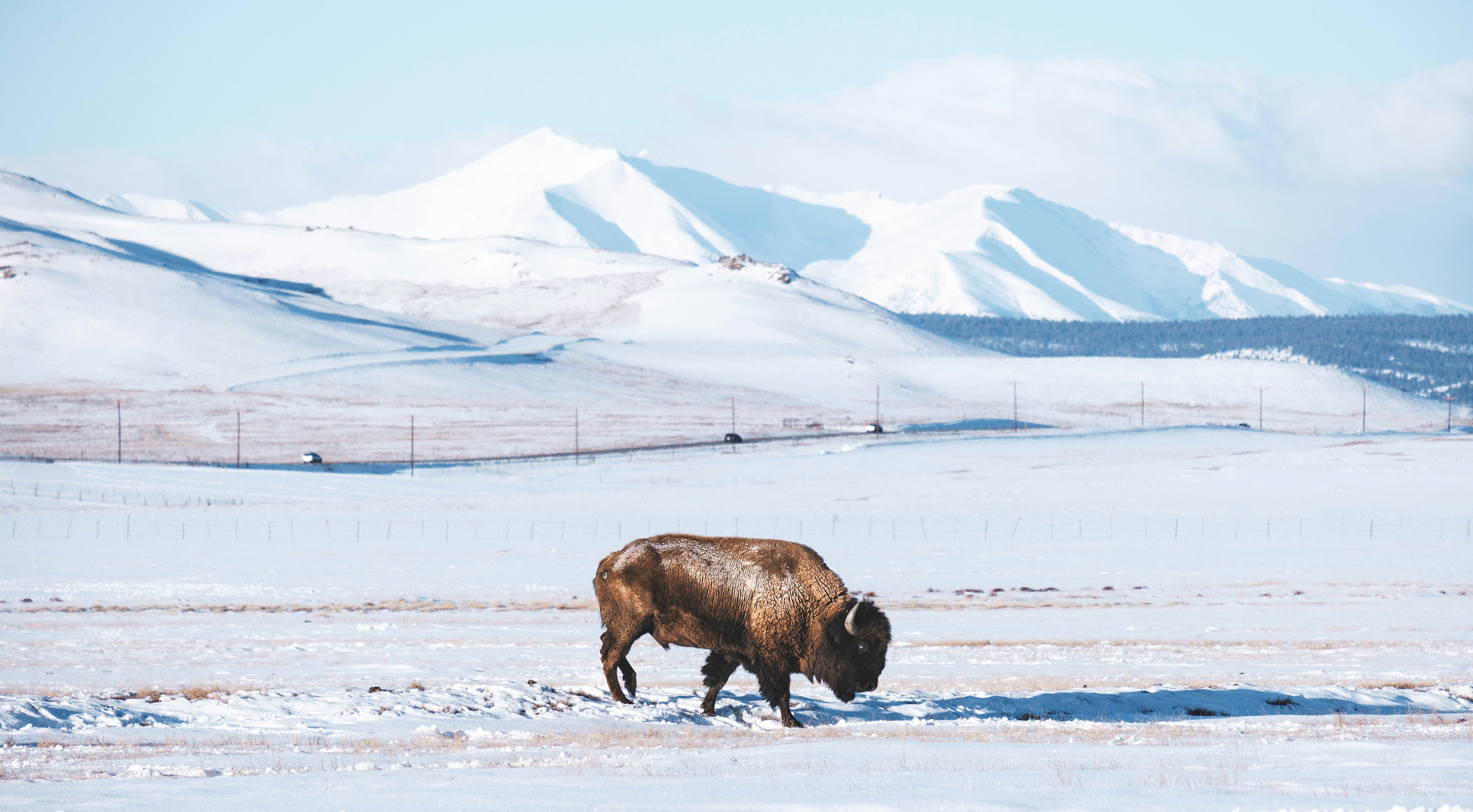 brown cow on snow covered field during daytime