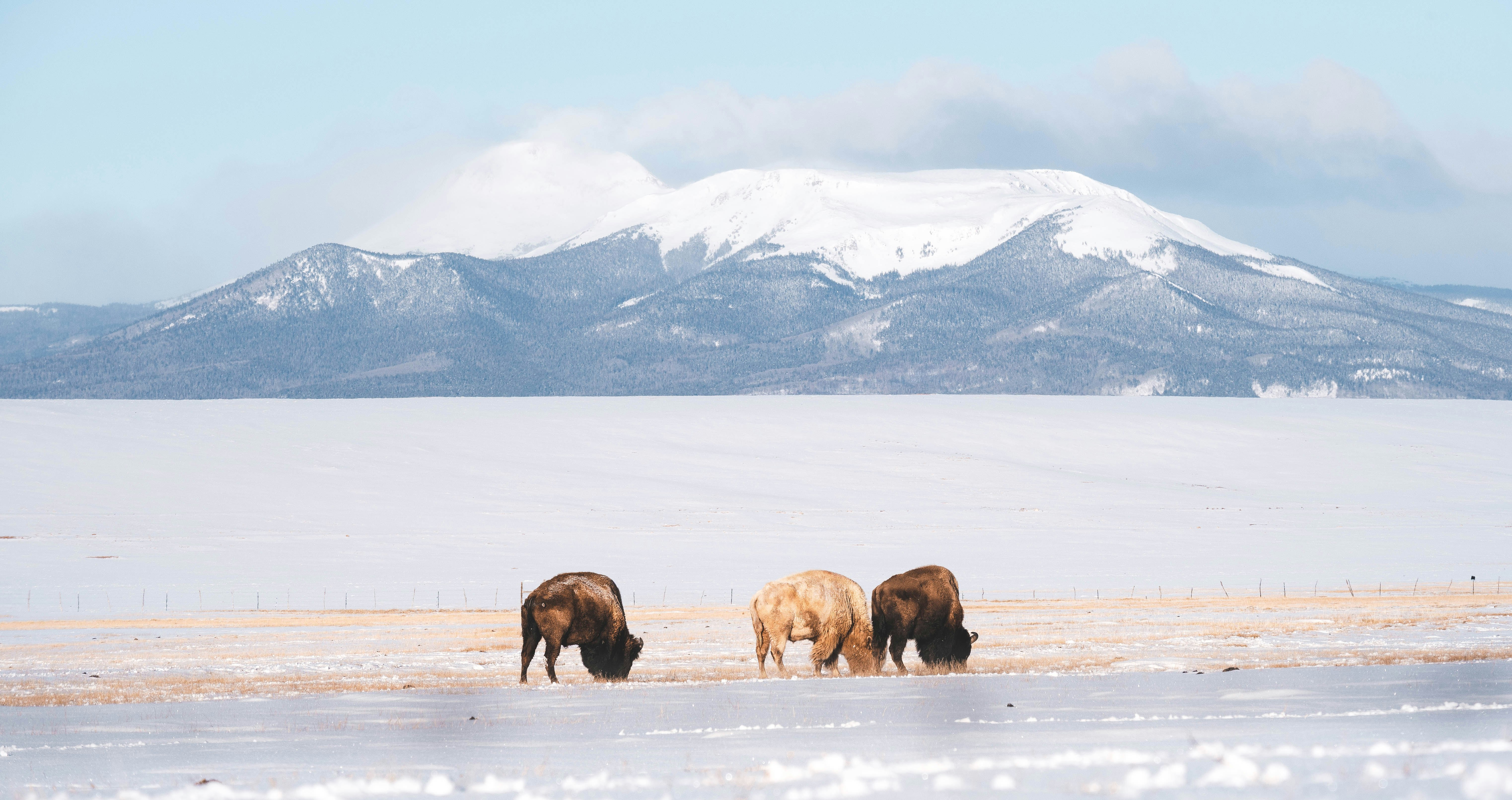 brown animal on snow covered field during daytime