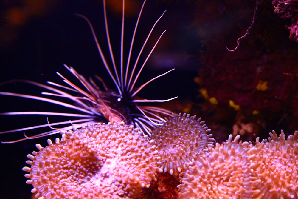 white and brown coral reef