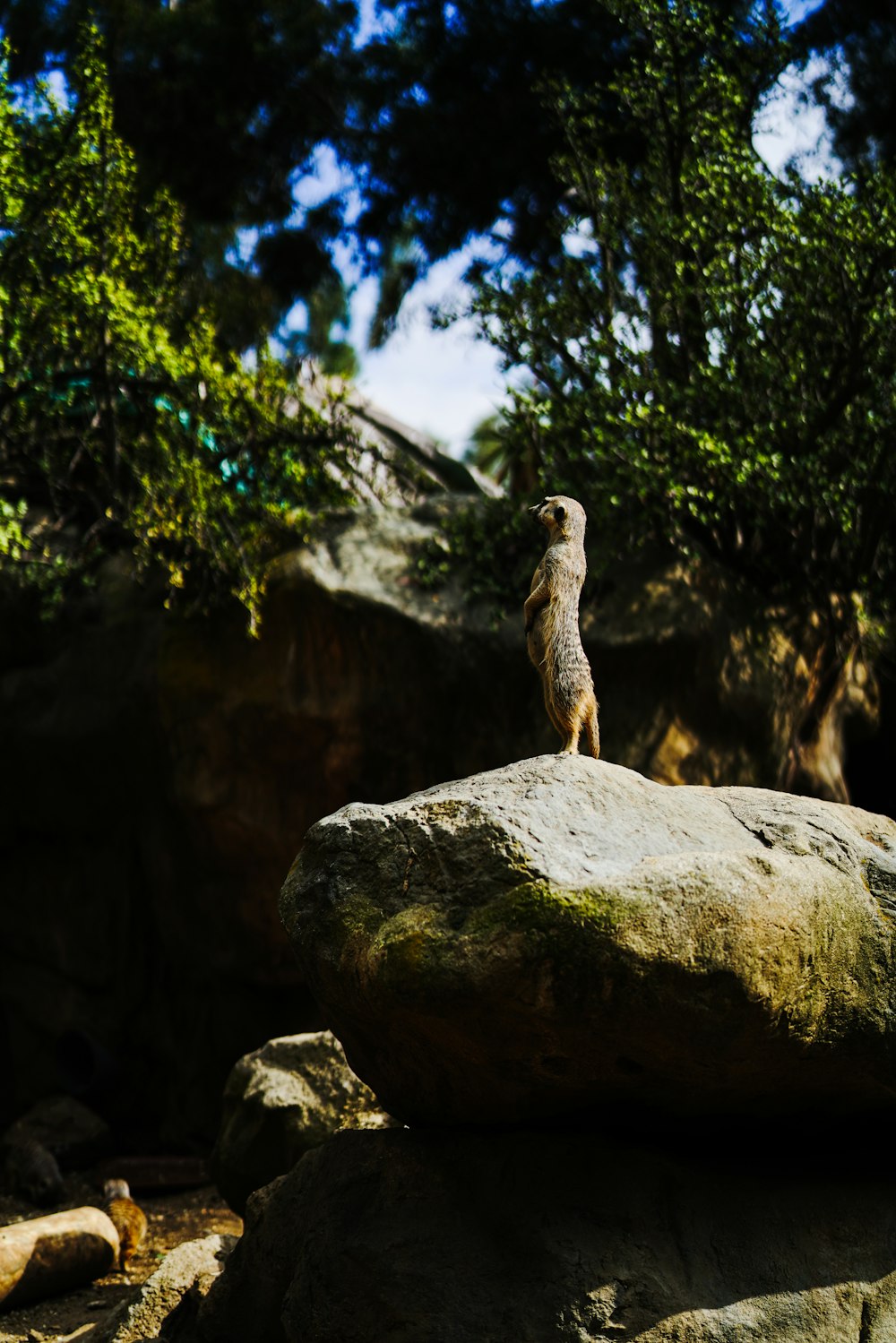 brown and white animal on brown rock during daytime